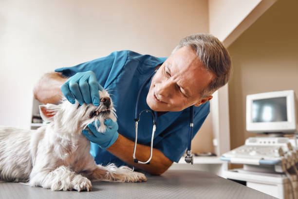 Best Emergency Root Canal Treatment in St James City, FL
